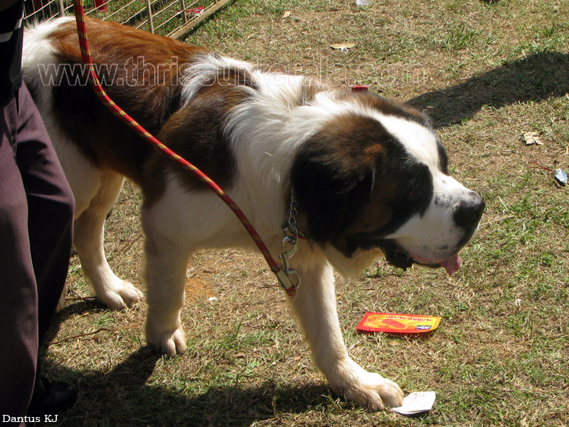 Mannuthy-Thrissur-Dog-Show-2011 (46)